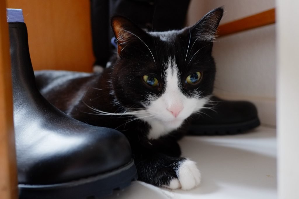 Reasons Why Your Work Boots Smell Like Cat Urine
