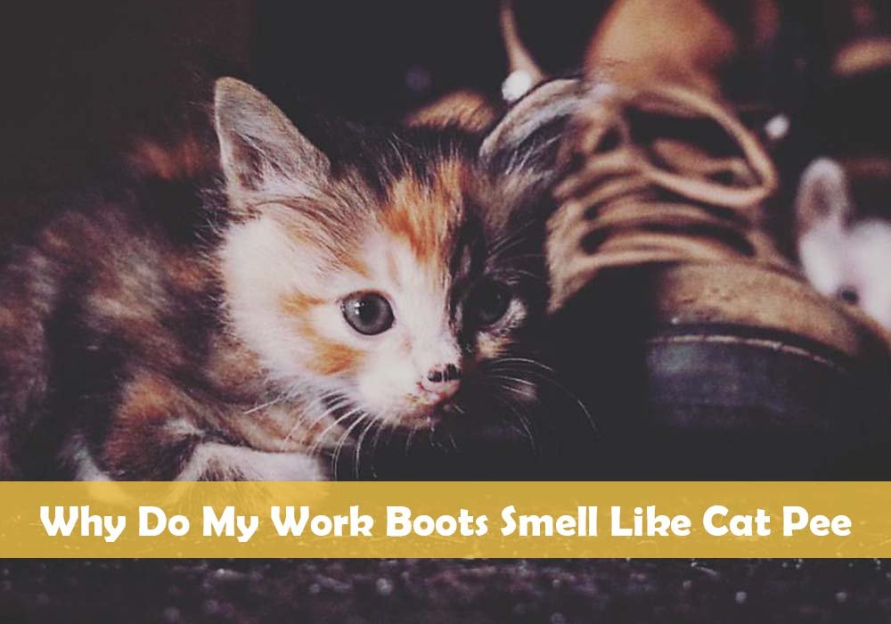 Why Do My Work Boots Smell Like Cat Pee